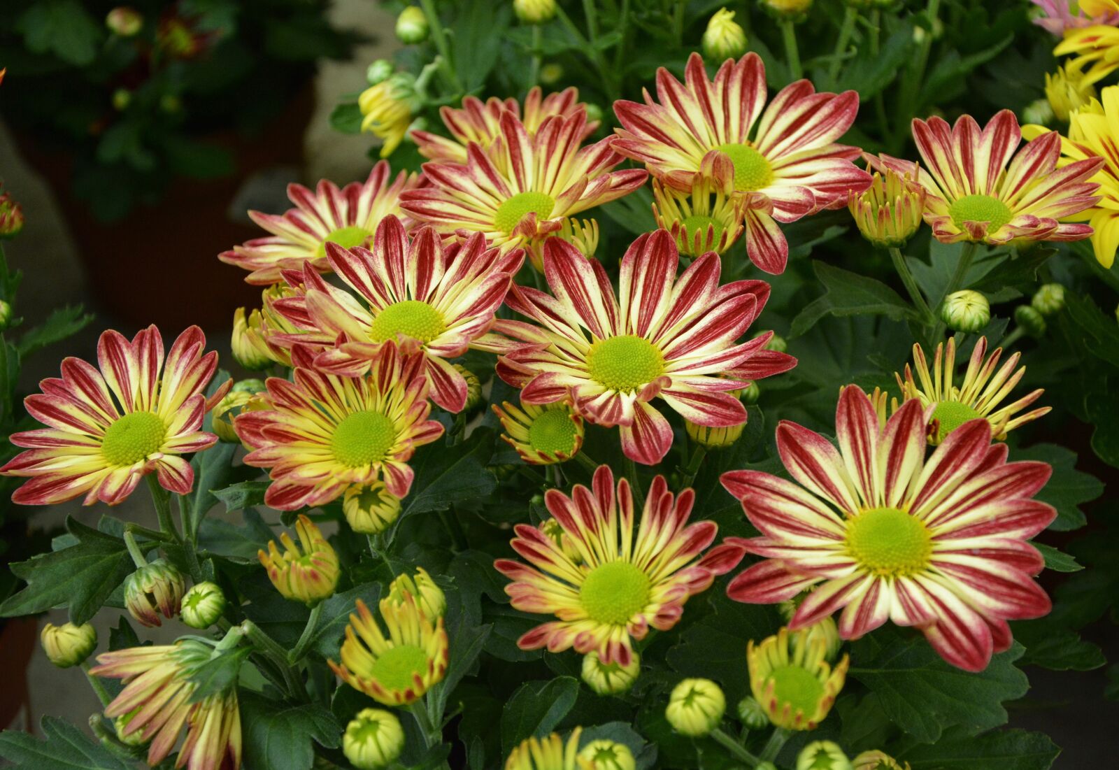 Nikon D5200 sample photo. Flowers, chrysanthemum, flowering photography