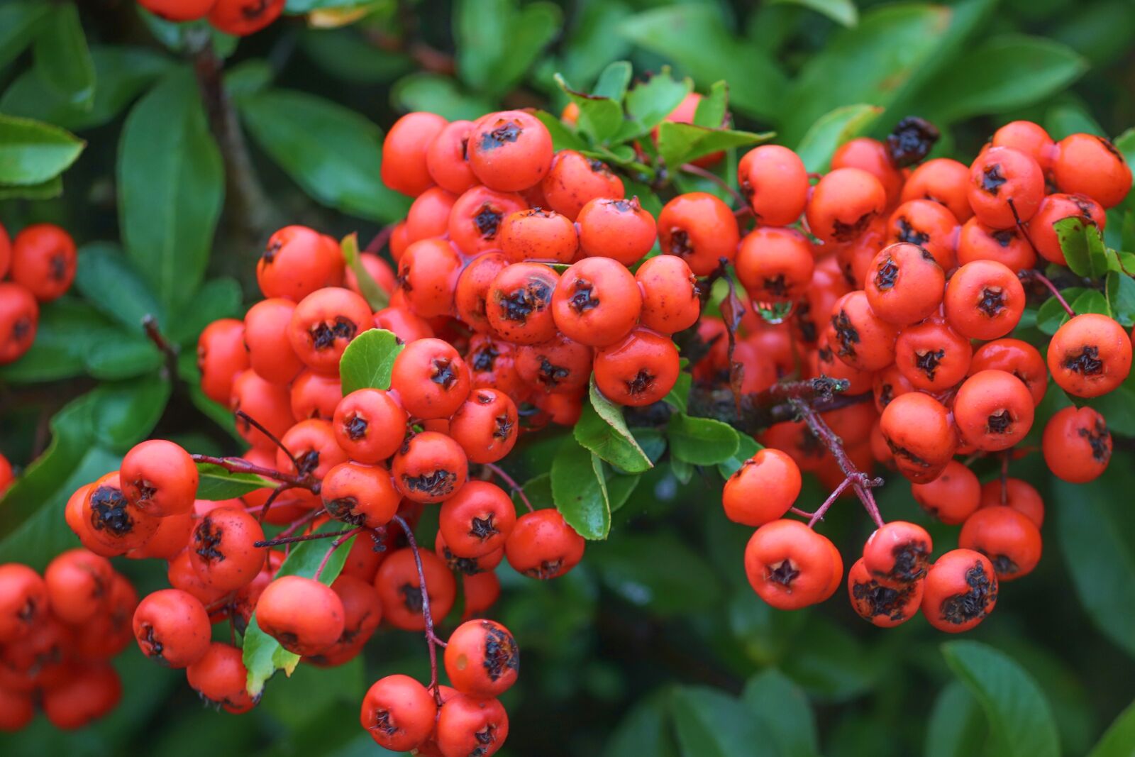 Canon EOS 200D (EOS Rebel SL2 / EOS Kiss X9) sample photo. Firethorn, berries, red photography