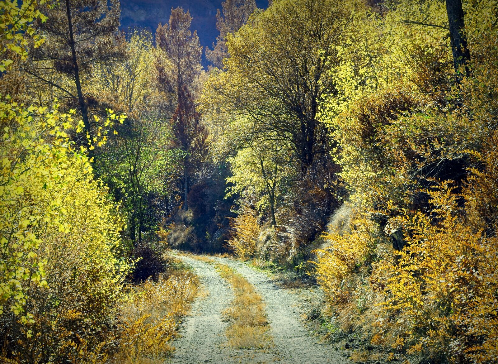 Sony a6000 sample photo. Autumn, forest, landscape photography