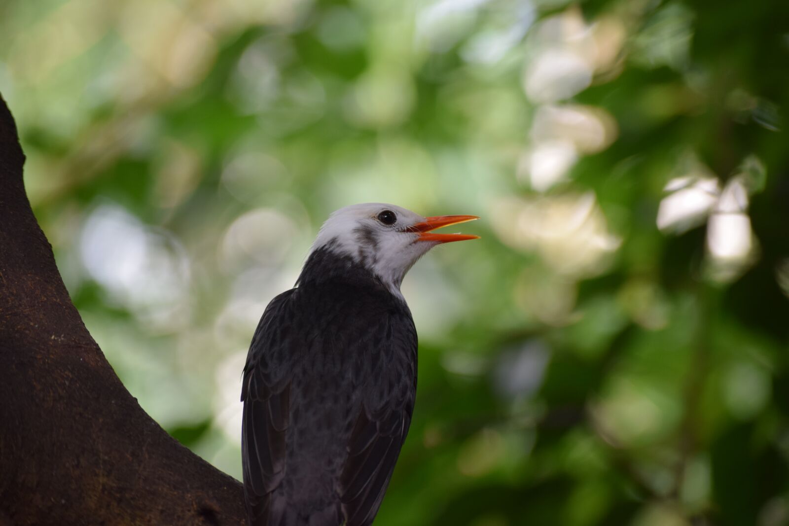 Nikon D3300 sample photo. Bird, special, white photography
