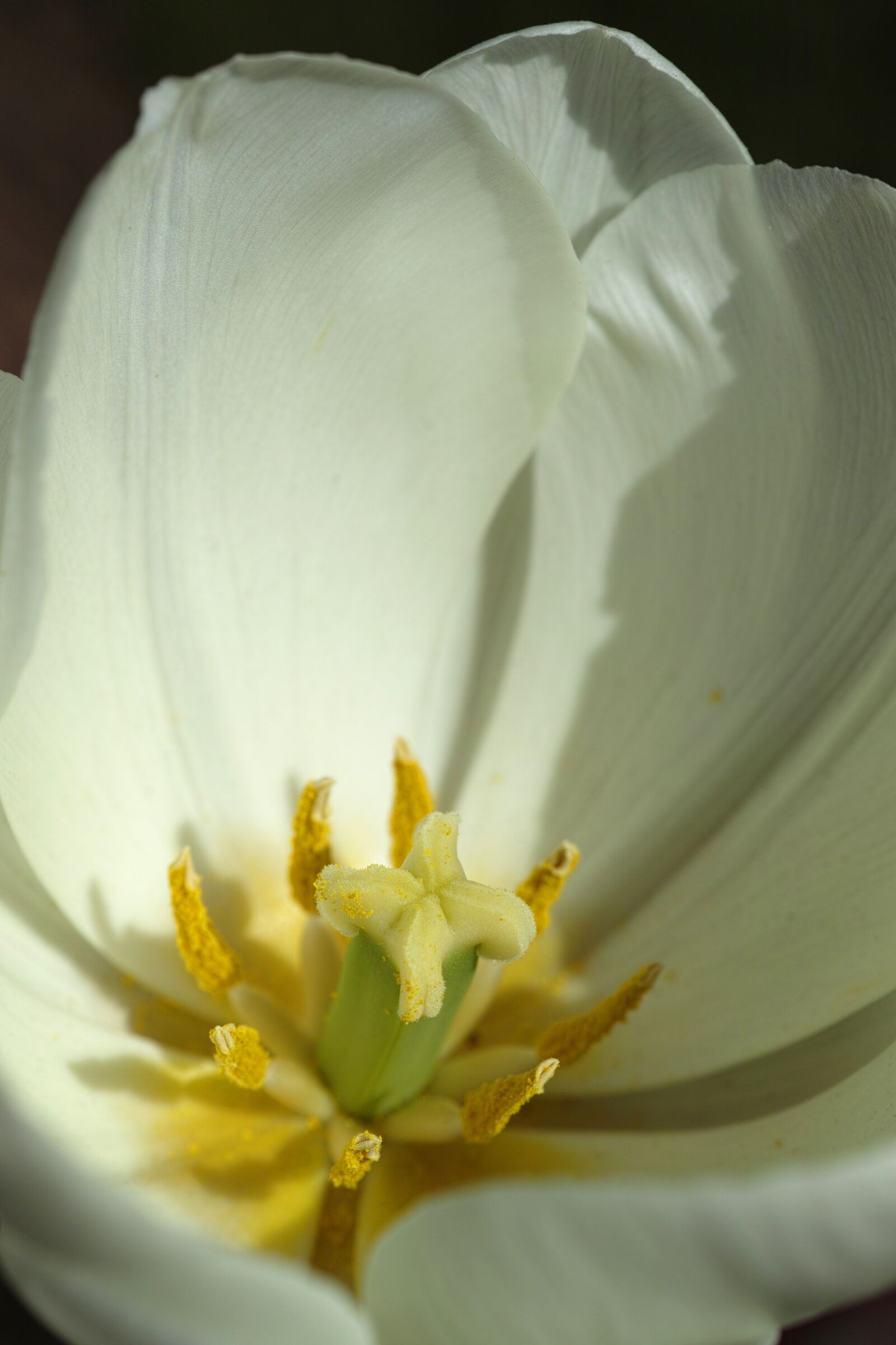 Sigma DP3 Merrill sample photo. White, tulips, flower picture photography