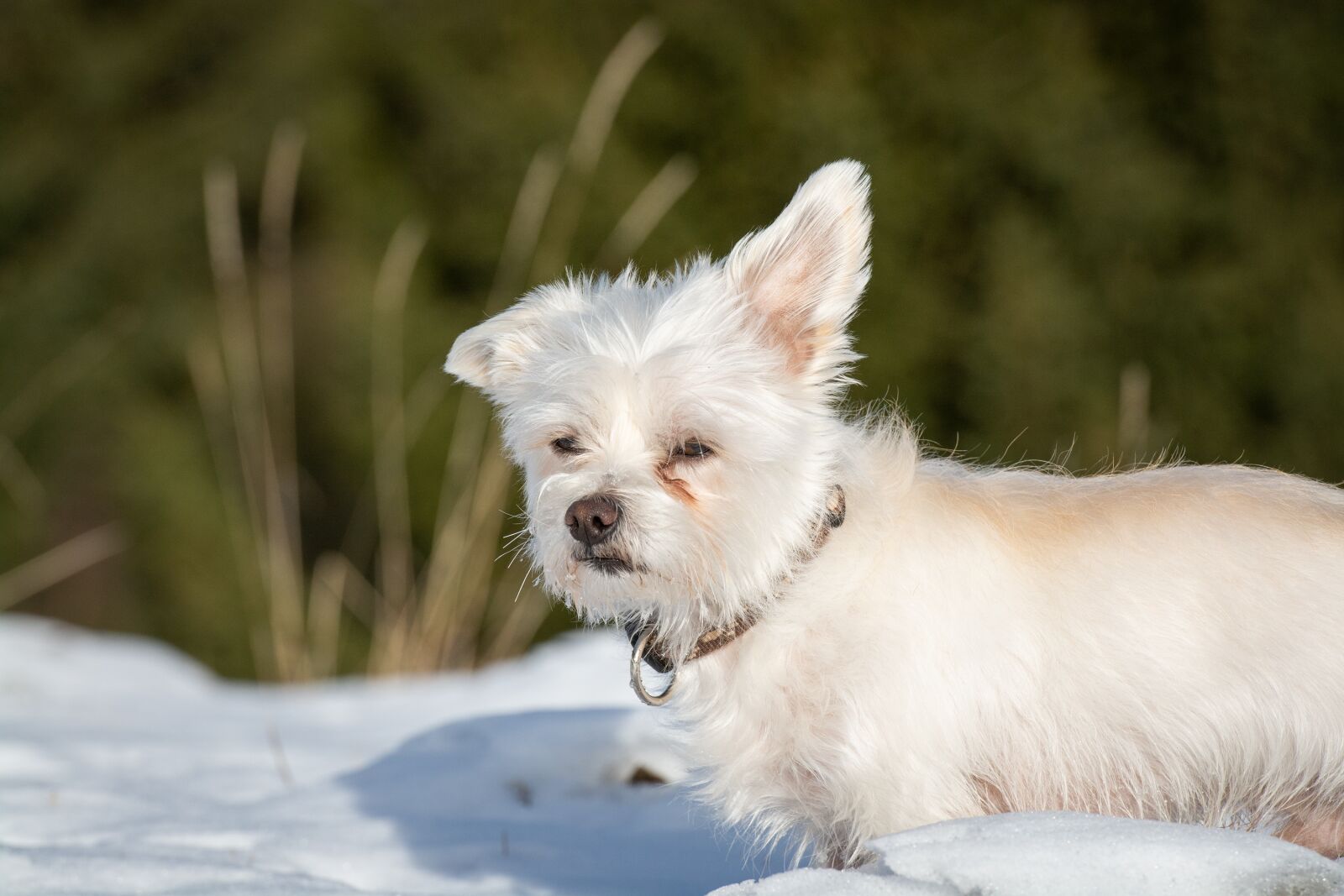 Nikon D7100 sample photo. Dog, white, small photography