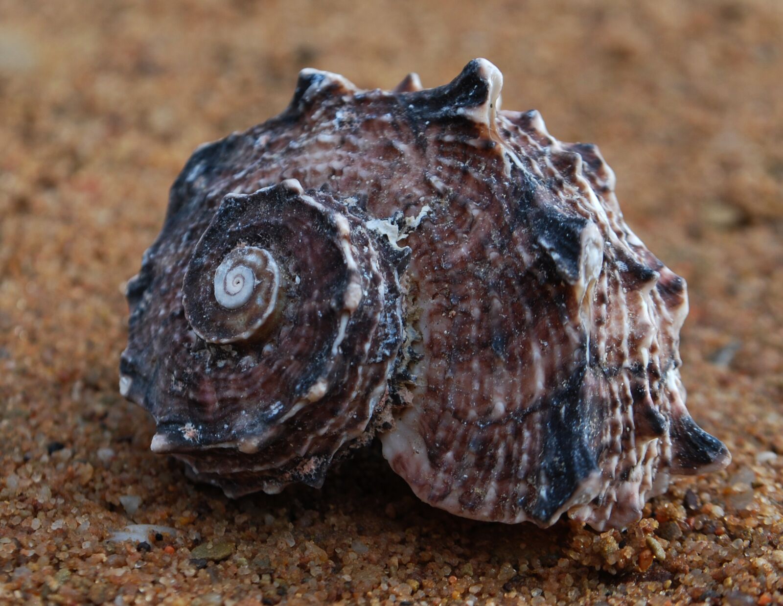 Nikon D40X sample photo. Fibonacci, spiral, seashell photography