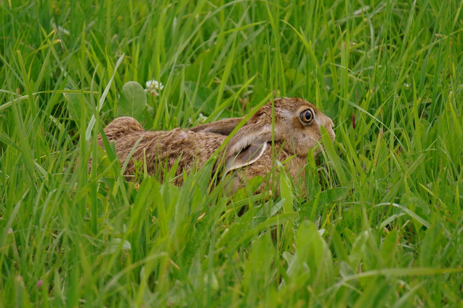 Sony E 55-210mm F4.5-6.3 OSS sample photo. Hare, meadow, nature photography