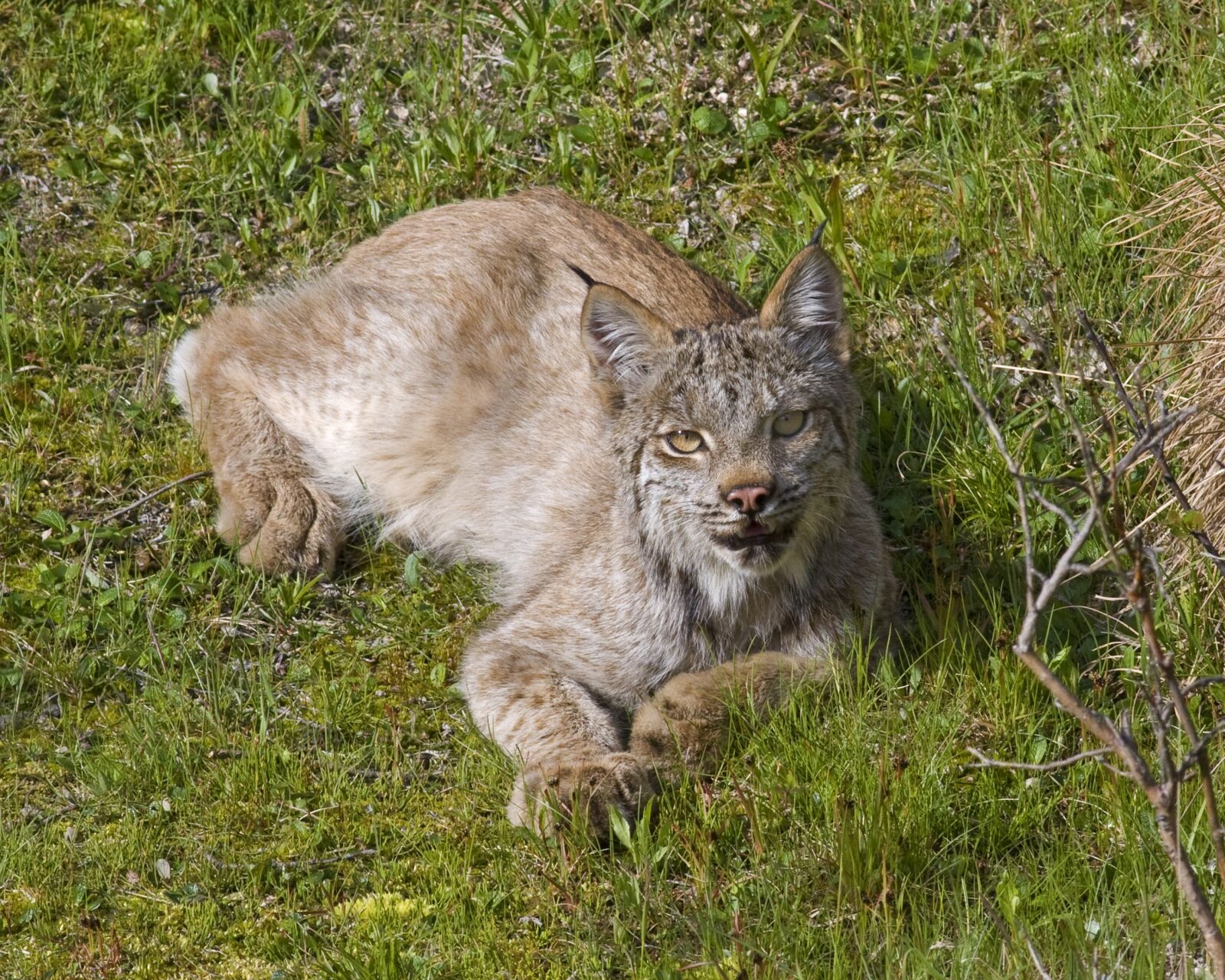 Canon EOS 40D sample photo. Lynx, bobcat, predator photography