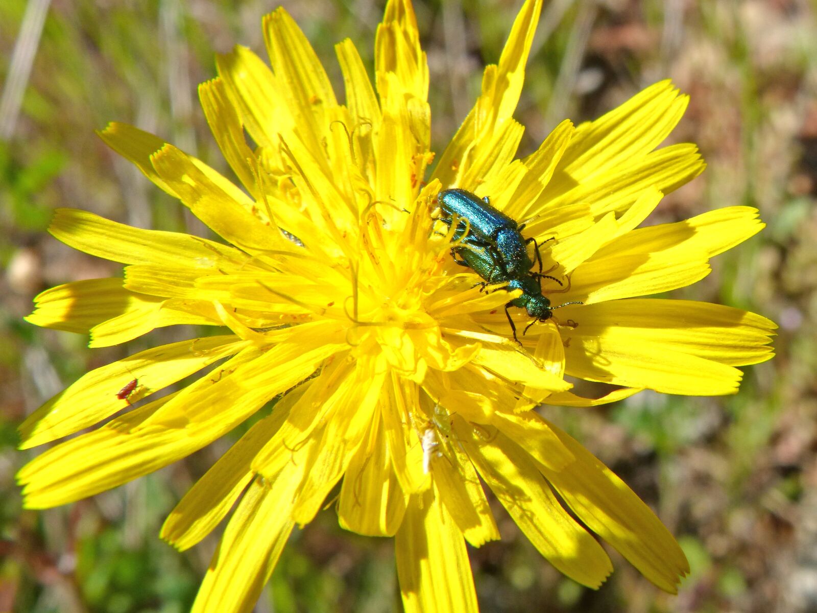 Panasonic DMC-FZ62 sample photo. Green beetle, insects mating photography