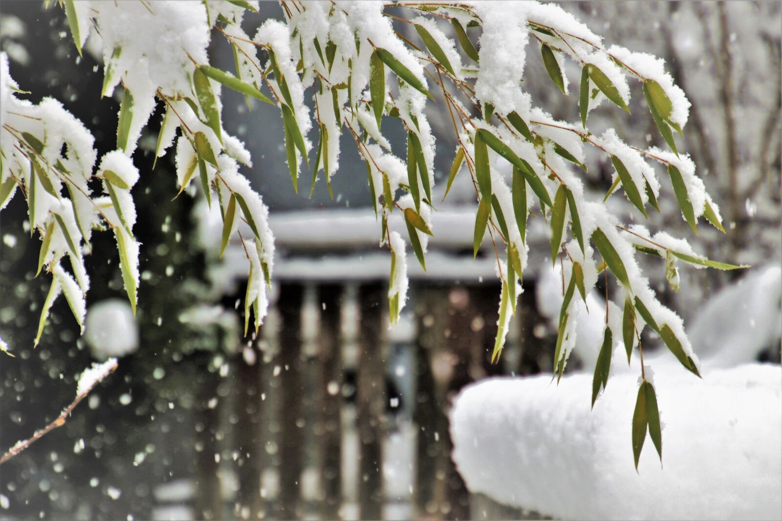 Canon EOS 80D sample photo. Winter, snow, snowflake photography