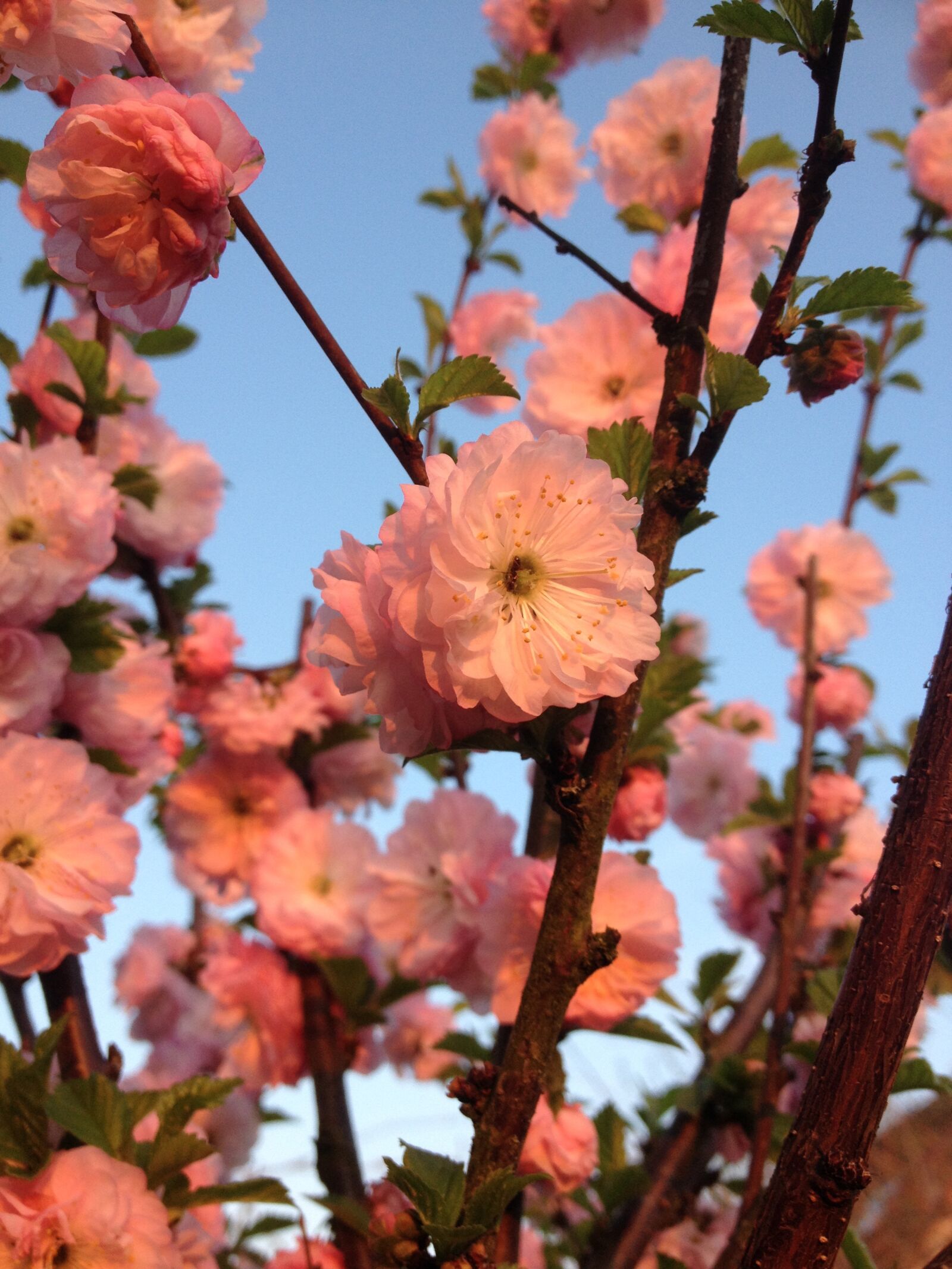 Apple iPhone 4S sample photo. Almond florets, klarkien photography