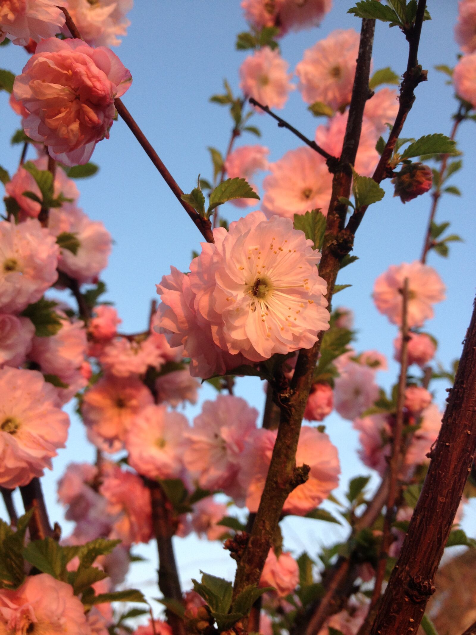 iPhone 4S back camera 4.28mm f/2.4 sample photo. Almond florets, klarkien photography