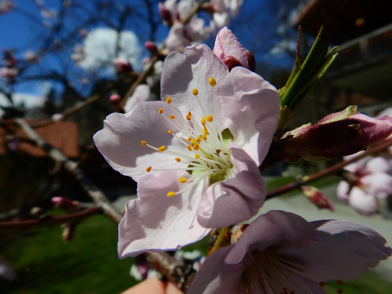 Nikon Coolpix P900 sample photo. Almond blossom, macro, spring photography
