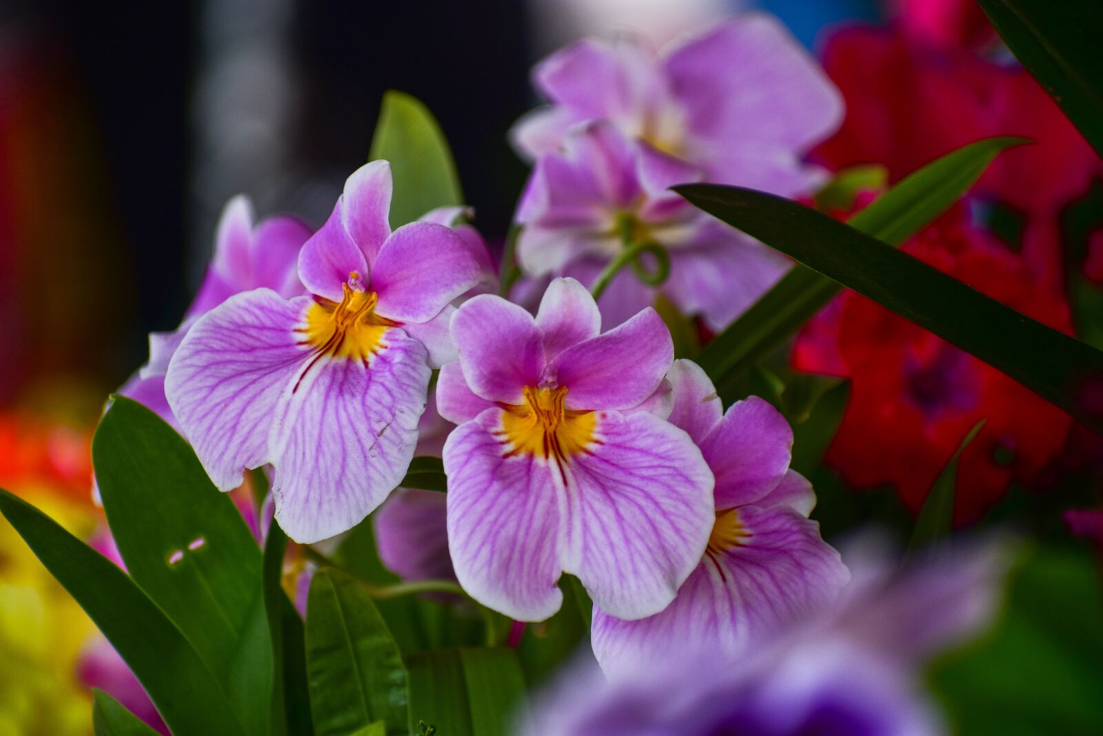 Nikon D3400 sample photo. Orchids, flowers, garden photography