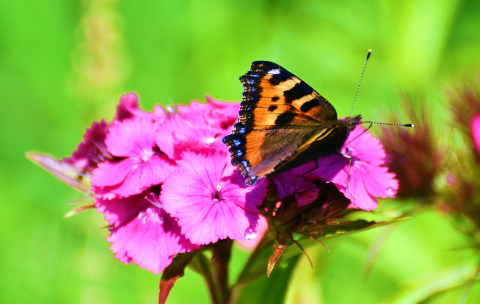 Nikon D3100 sample photo. Butterfly, flower, garden photography