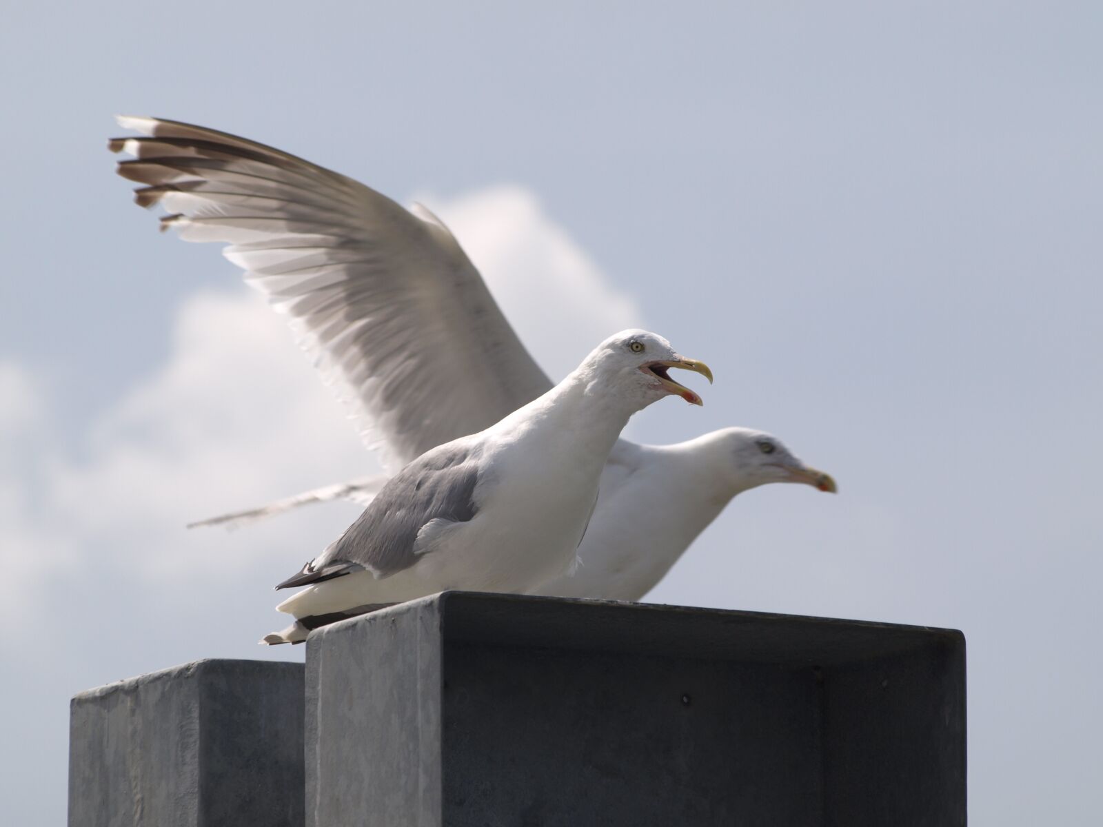 Olympus E-510 (EVOLT E-510) sample photo. Gulls, screech, call photography