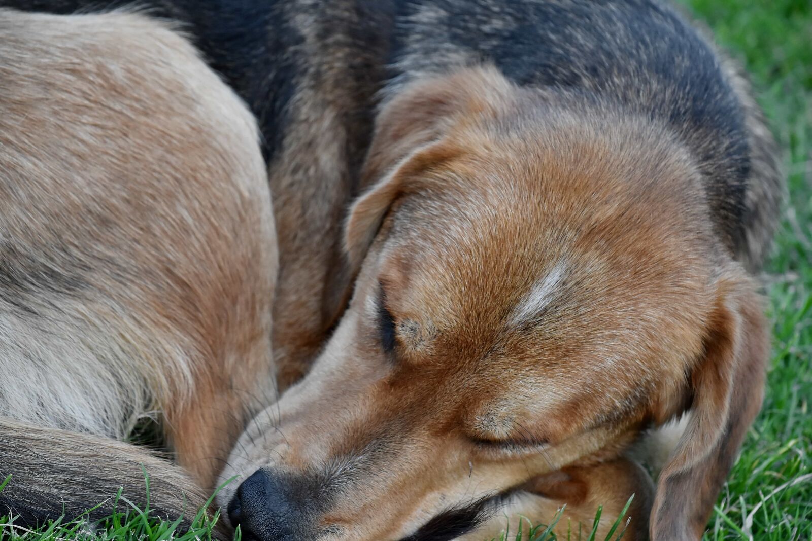 Nikon D5500 sample photo. Hunting dog, sleeping, dog photography