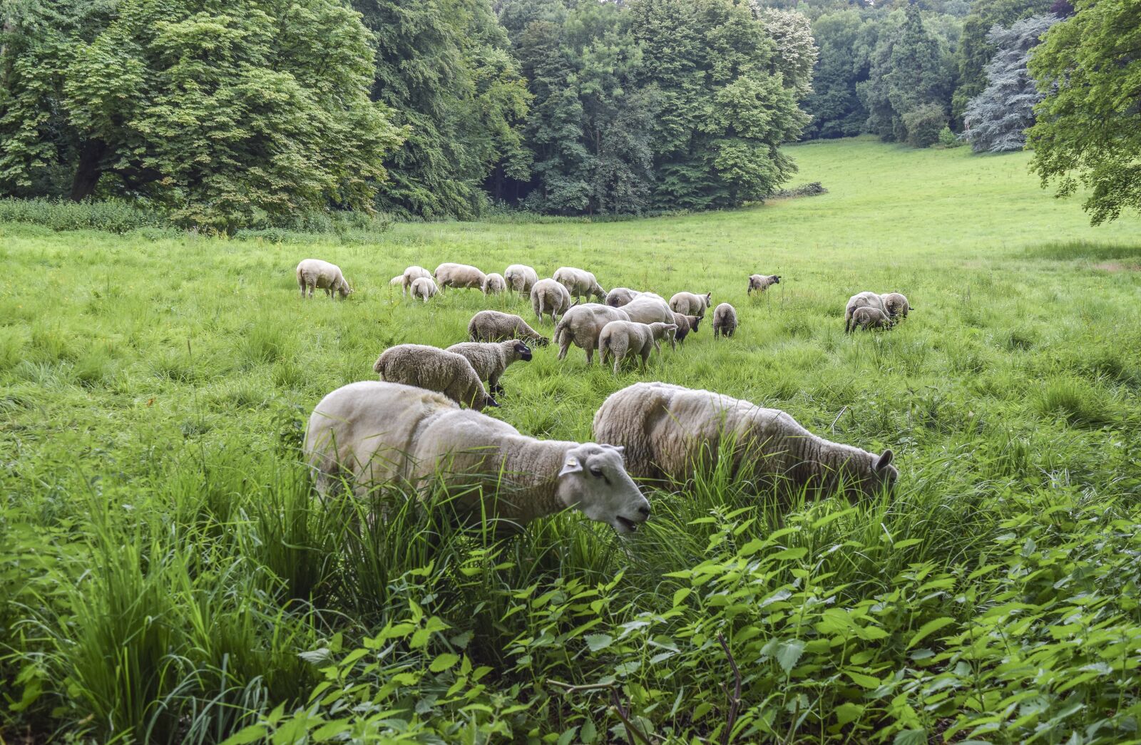 Nikon D3300 sample photo. Animal, sheep, wool photography