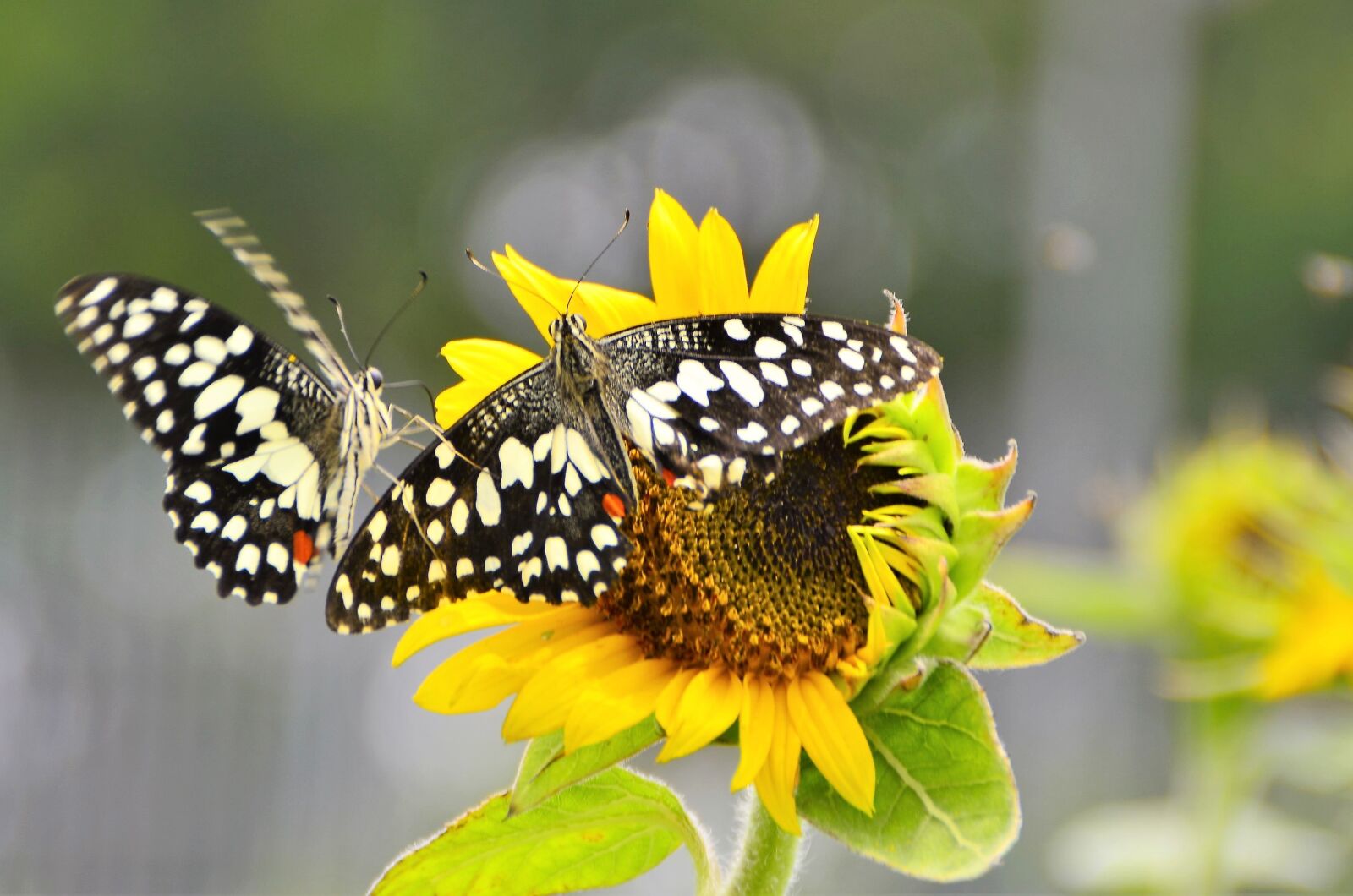 Nikon D5100 sample photo. Nature, butterfly, sunflower photography