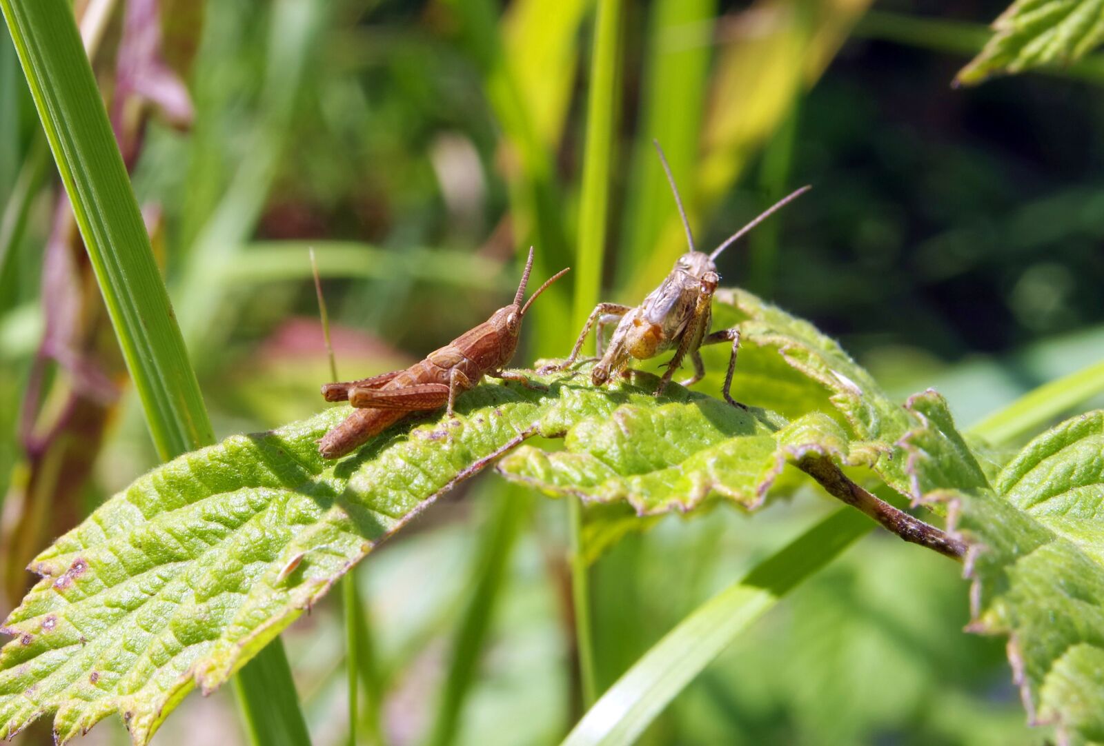 Pentax K-S2 sample photo. Grasshopper, cricket, konik photography