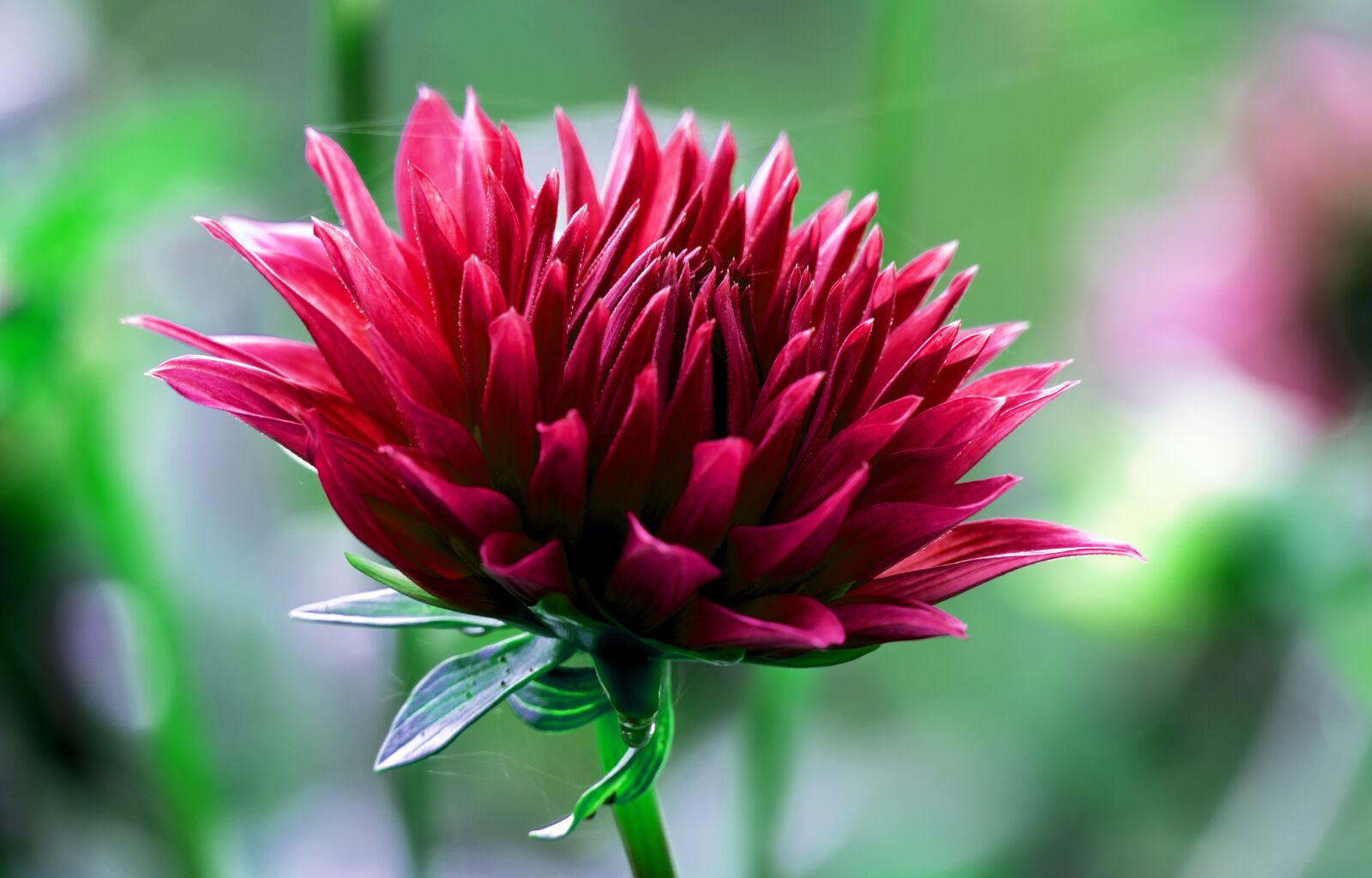 Panasonic Lumix DMC-FZ1000 sample photo. Dahlia, flower, garden photography