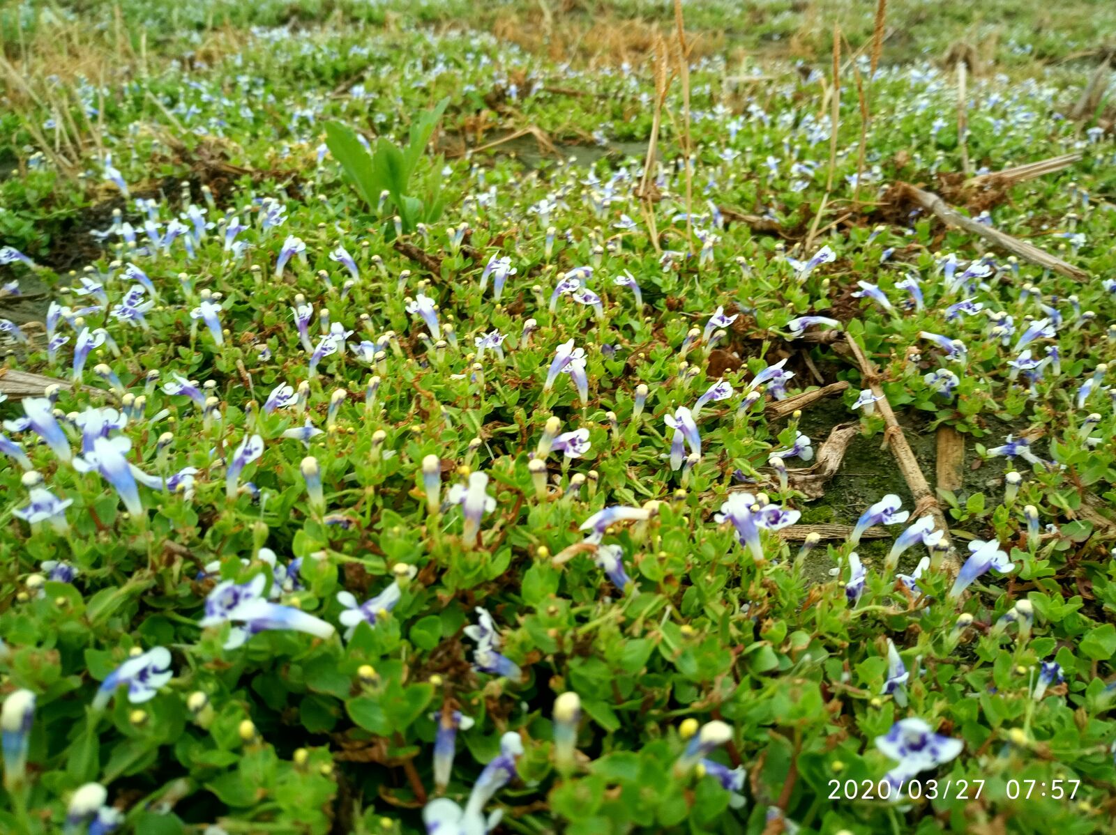 Xiaomi Redmi 6 sample photo. Grassland, weeds, wild flowers photography