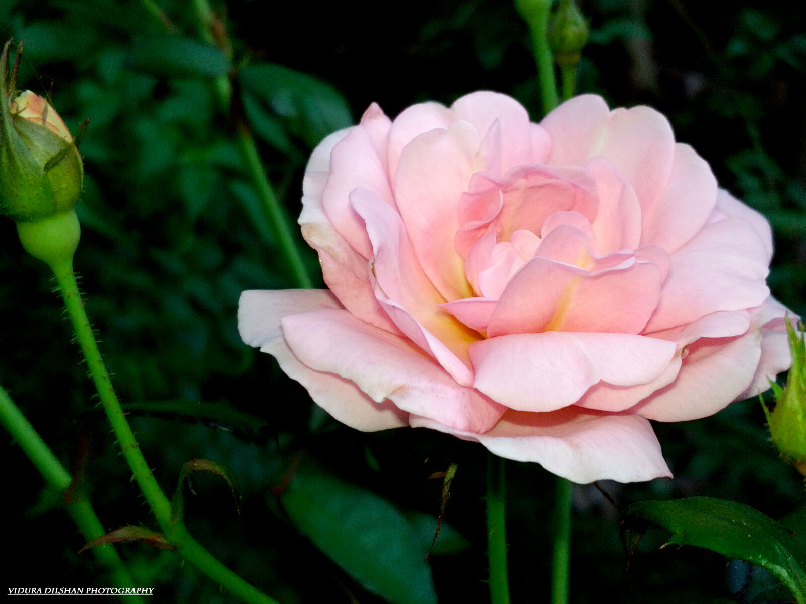 HUAWEI Y541-U02 sample photo. Flower, rose, nature, morning photography