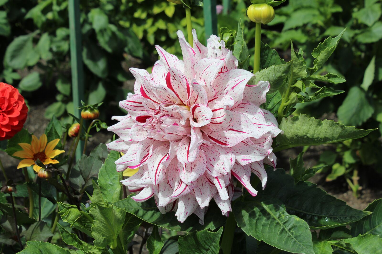 Canon EOS 1200D (EOS Rebel T5 / EOS Kiss X70 / EOS Hi) sample photo. Flower, pink, foreground photography
