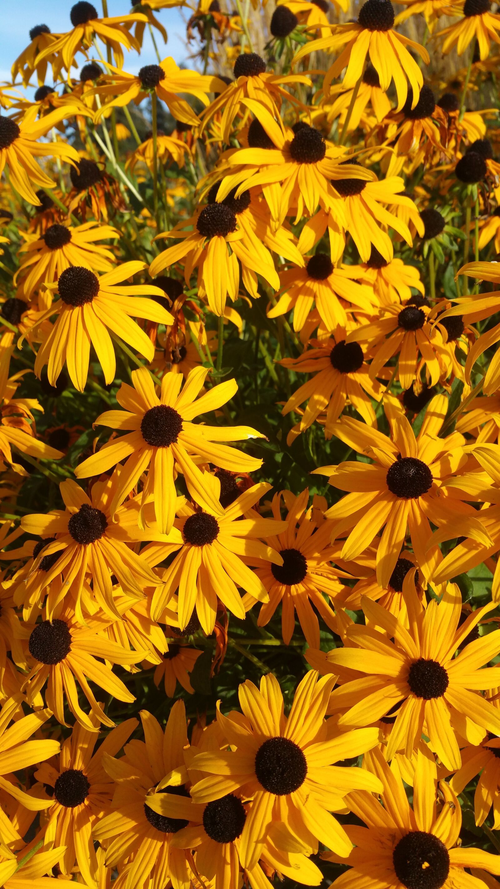 Samsung Galaxy Note4 sample photo. Daisy, daisies, orange photography