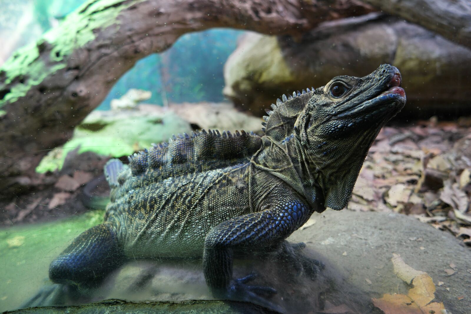Samsung NX 16-50mm F3.5-5.6 Power Zoom ED OIS sample photo. Lizard, reptile, animal photography