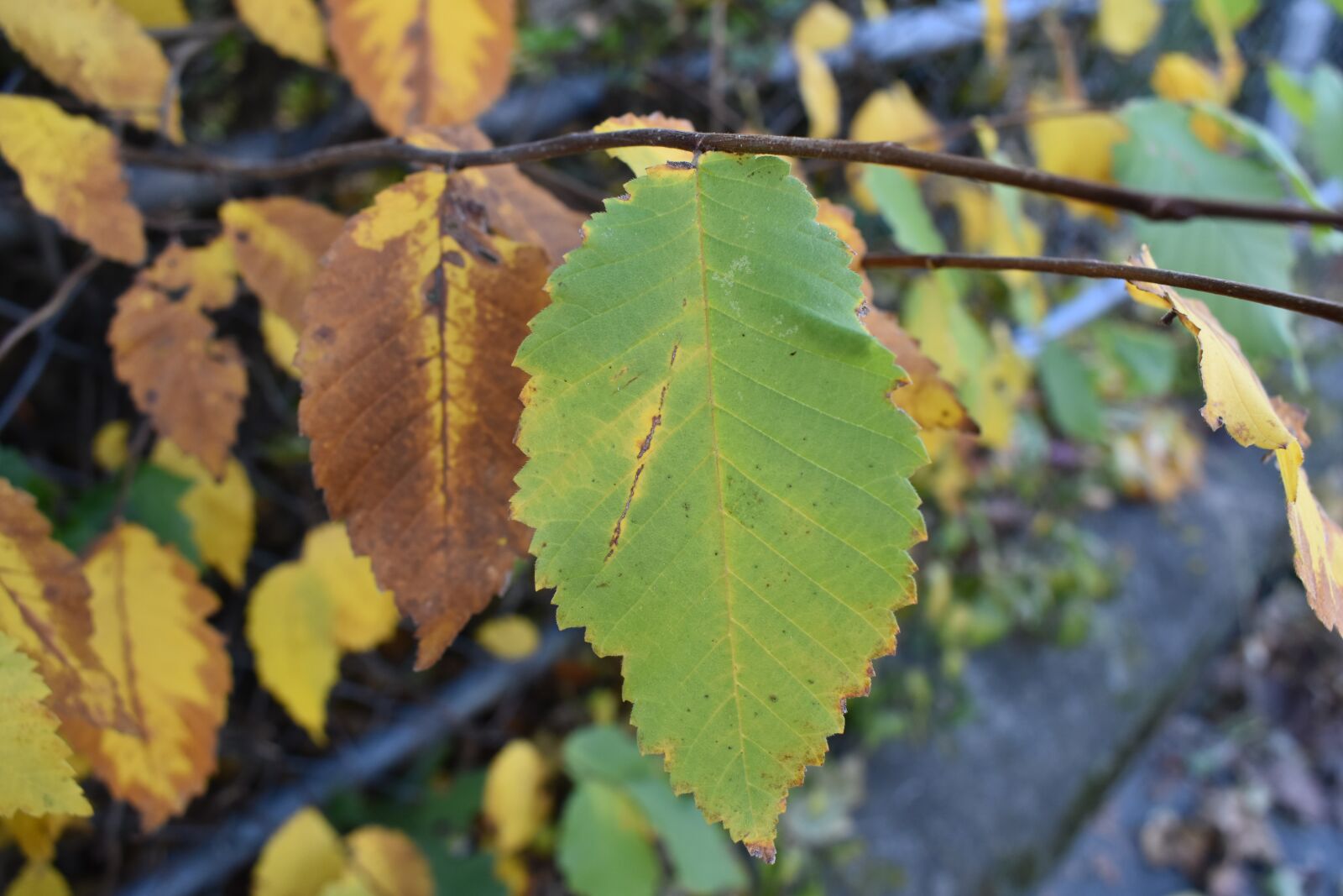 Nikon D5600 sample photo. Sheet, fall, autumn leaves photography