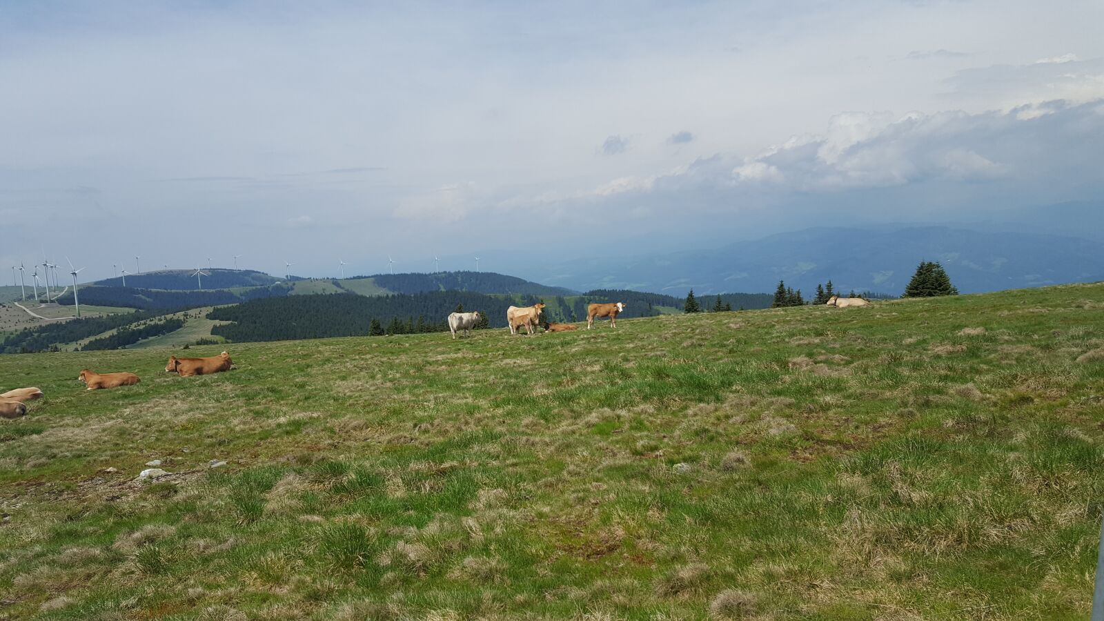 Samsung Galaxy S6 sample photo. Cows, alm, nature photography
