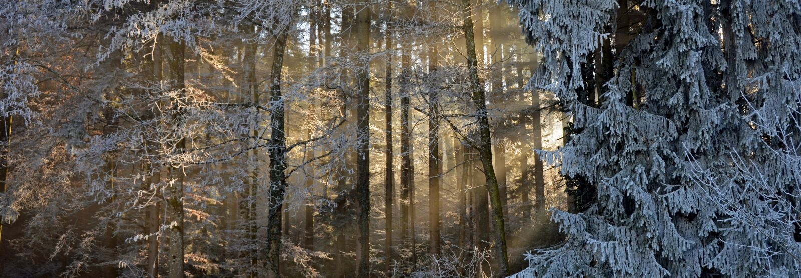 Nikon D7100 sample photo. Forest, trees, nature photography
