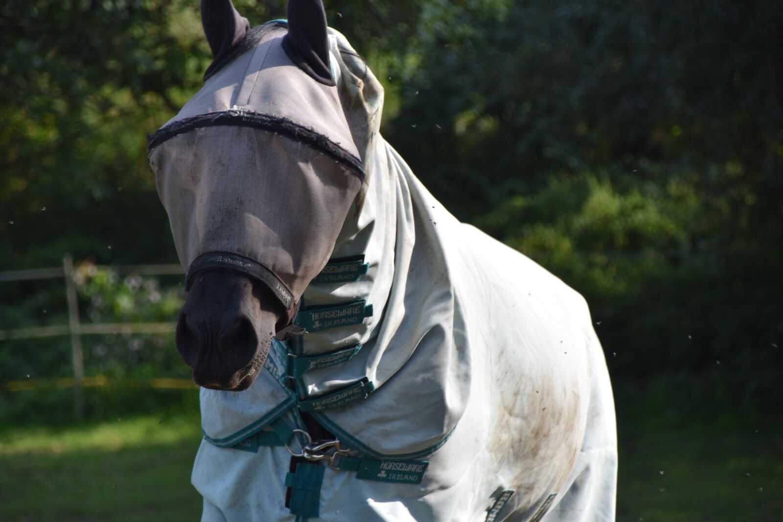 Nikon D5600 sample photo. Horse, paci, protective cap photography