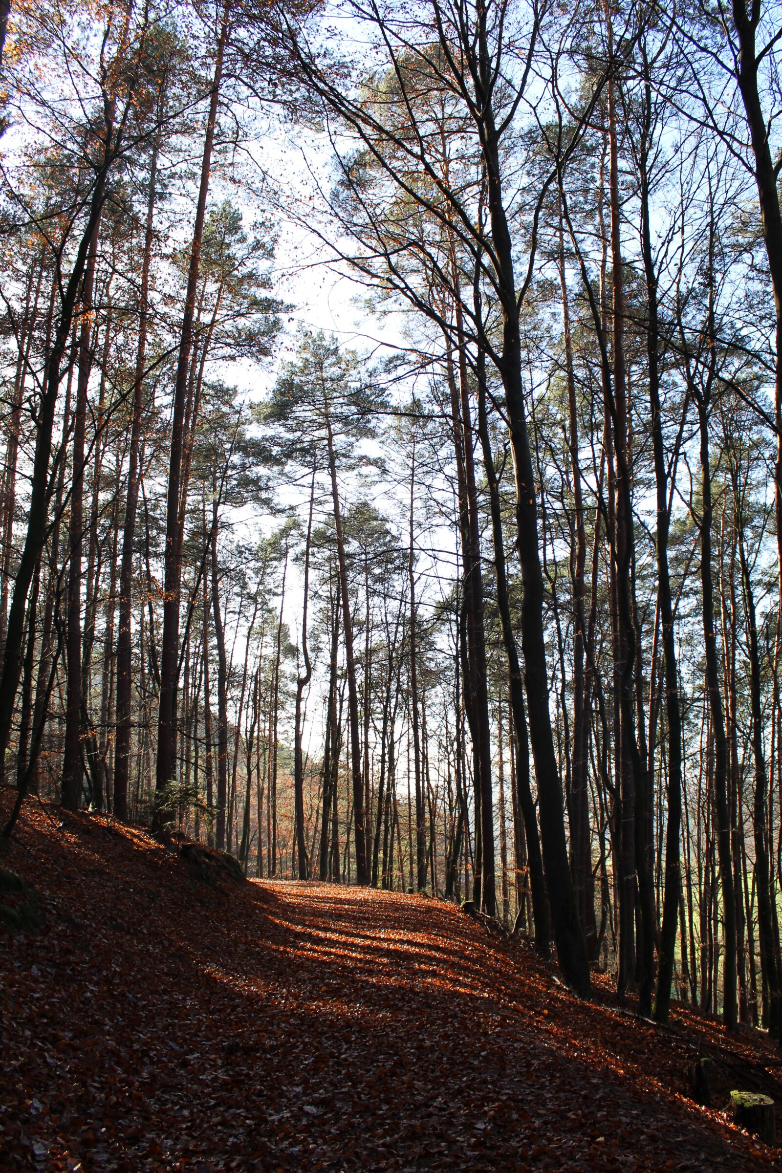 Canon EOS 1300D (EOS Rebel T6 / EOS Kiss X80) sample photo. Forest, autumn, nature photography