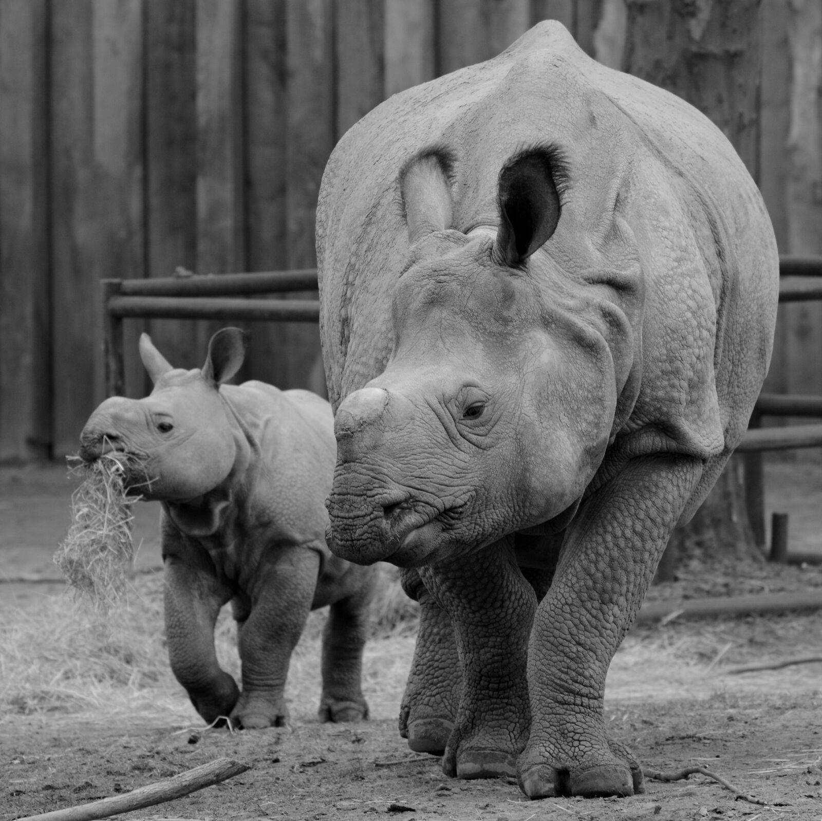 Nikon D5200 sample photo. Rhino, baby rhinoceros, animal photography