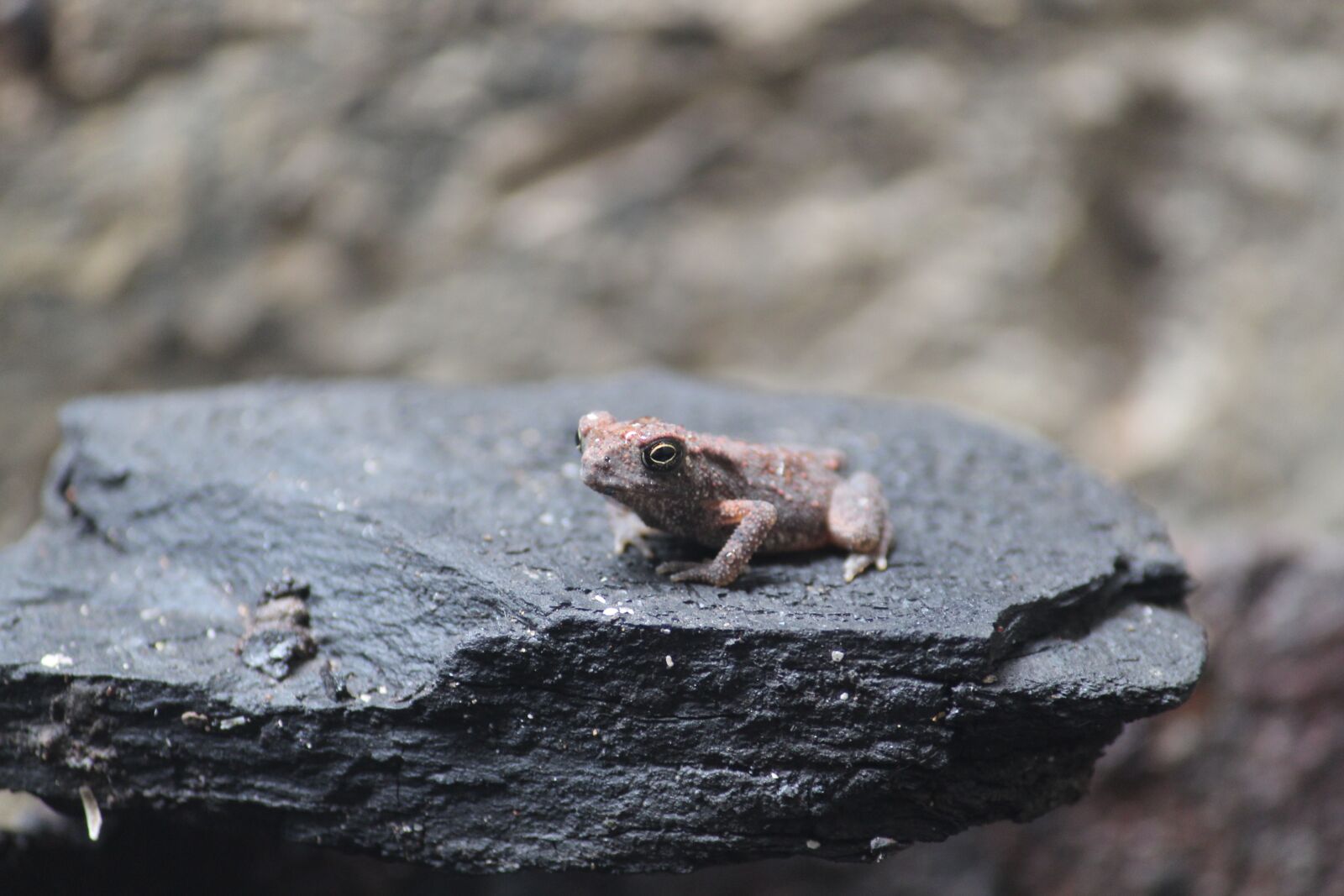Canon EOS 1300D (EOS Rebel T6 / EOS Kiss X80) sample photo. Frog, insects, nature photography