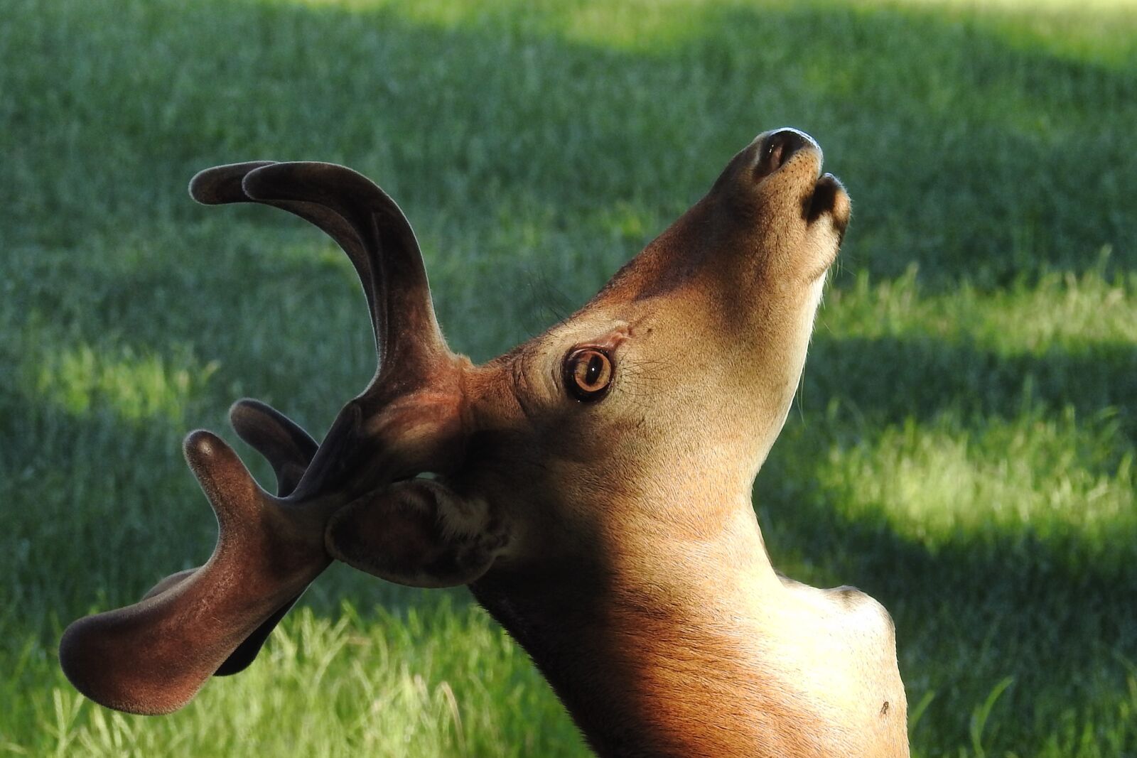 Nikon Coolpix P900 sample photo. Hirsch, antler, fallow deer photography