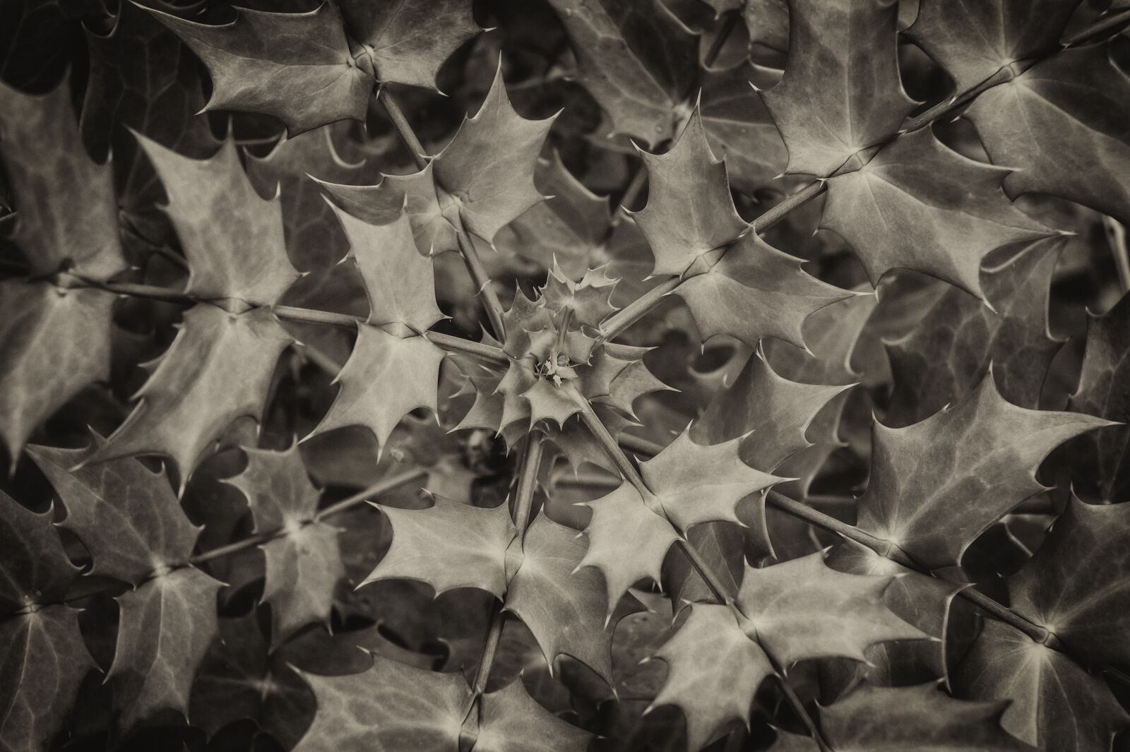 Sony SLT-A58 sample photo. Spiral leaves, shrub, spiky photography