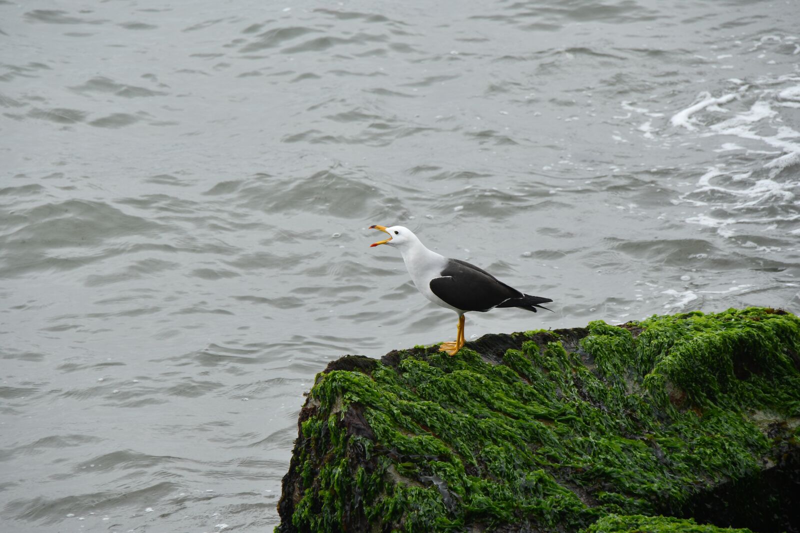 Nikon D500 sample photo. Sea, lima, nature photography