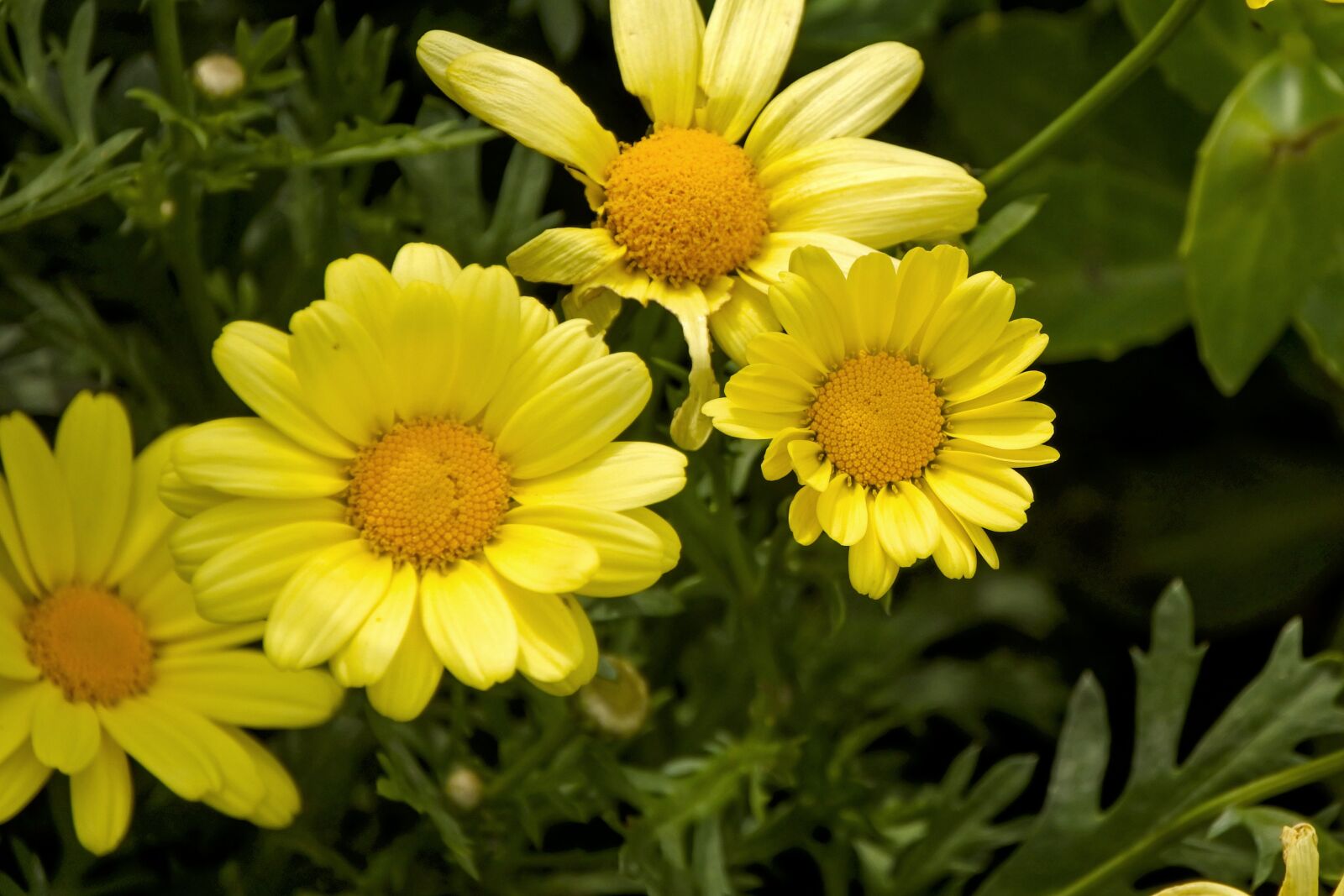 1 NIKKOR VR 10-100mm f/4-5.6 sample photo. Daisies, garden, yellow photography