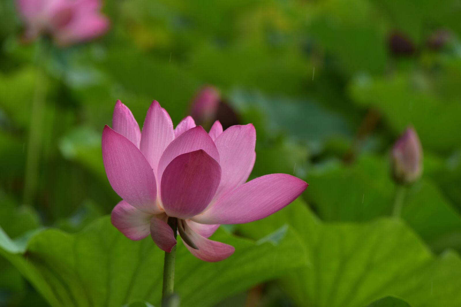 Nikon D810 sample photo. Flowers, summer, beihai park photography