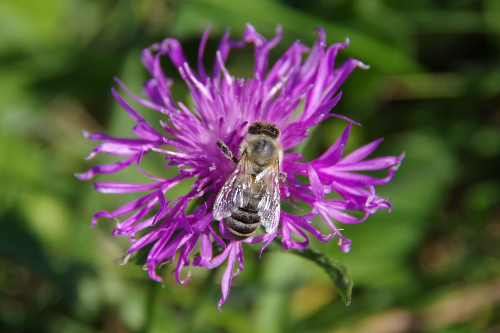 Pentax K-5 sample photo. Knapweed, bee, flower photography