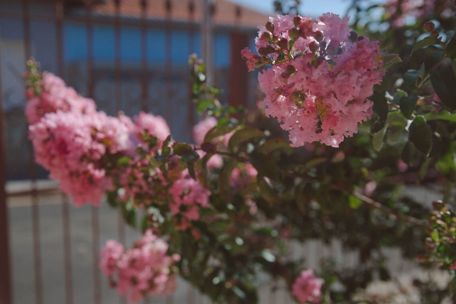 Nikon D610 sample photo