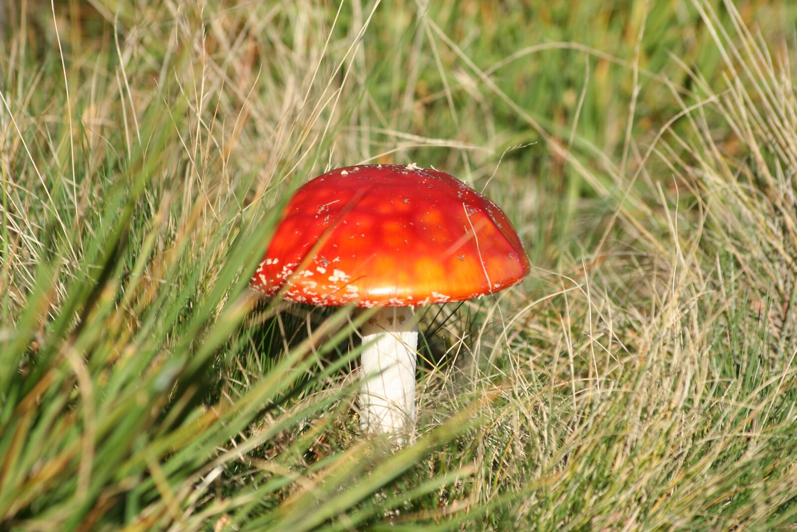 Canon EOS 350D (EOS Digital Rebel XT / EOS Kiss Digital N) sample photo. Mushroom, fly agaric, toxic photography