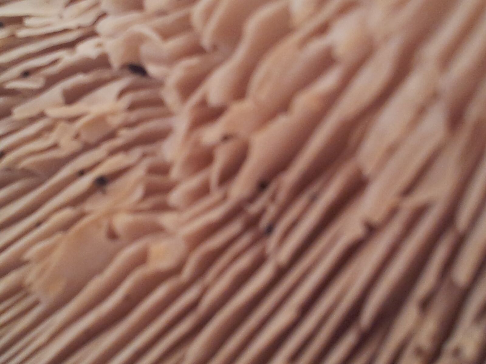 Samsung Galaxy S2 sample photo. Slat, fungus, hat photography