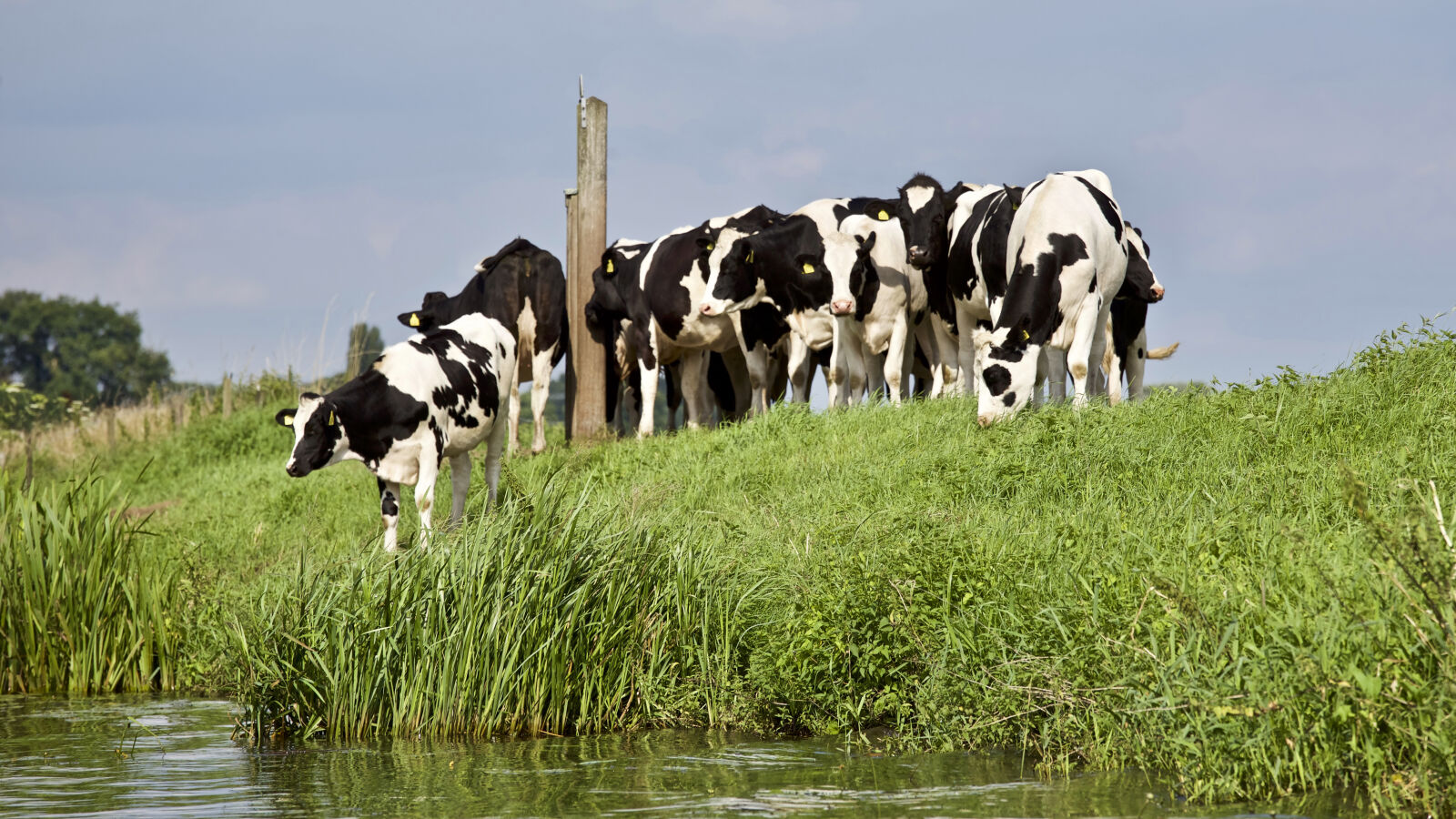 Canon EF 70-200mm F4L IS USM sample photo. Agriculture, animal, animal, photography photography