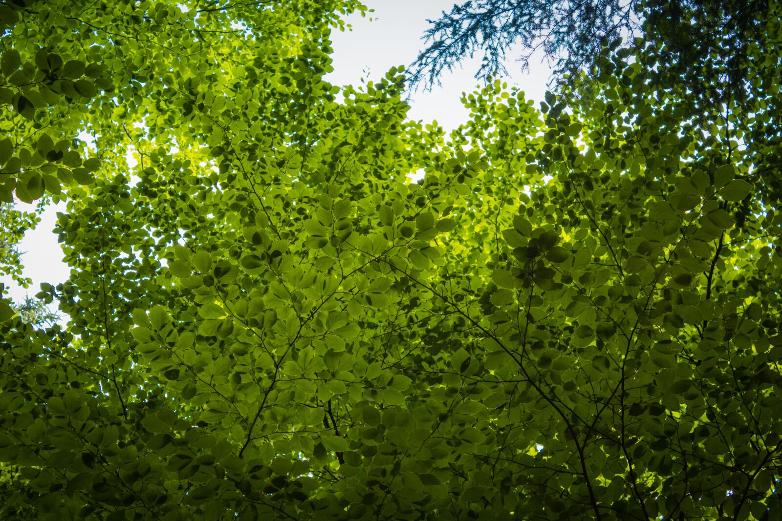 Canon EOS 100D (EOS Rebel SL1 / EOS Kiss X7) sample photo. Forest, deciduous tree, crown photography
