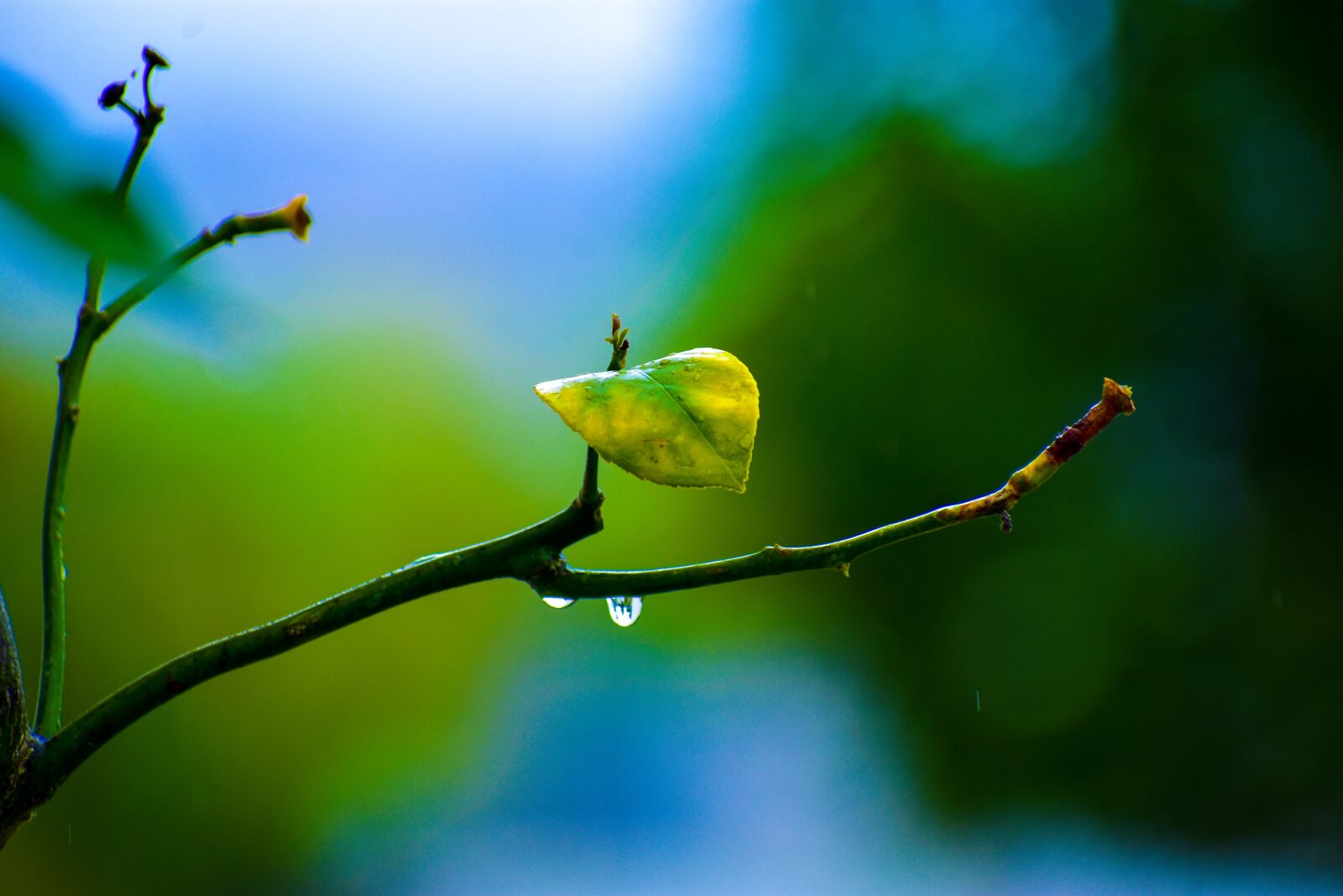 Nikon D3400 sample photo. Plant of lemon, lemon photography