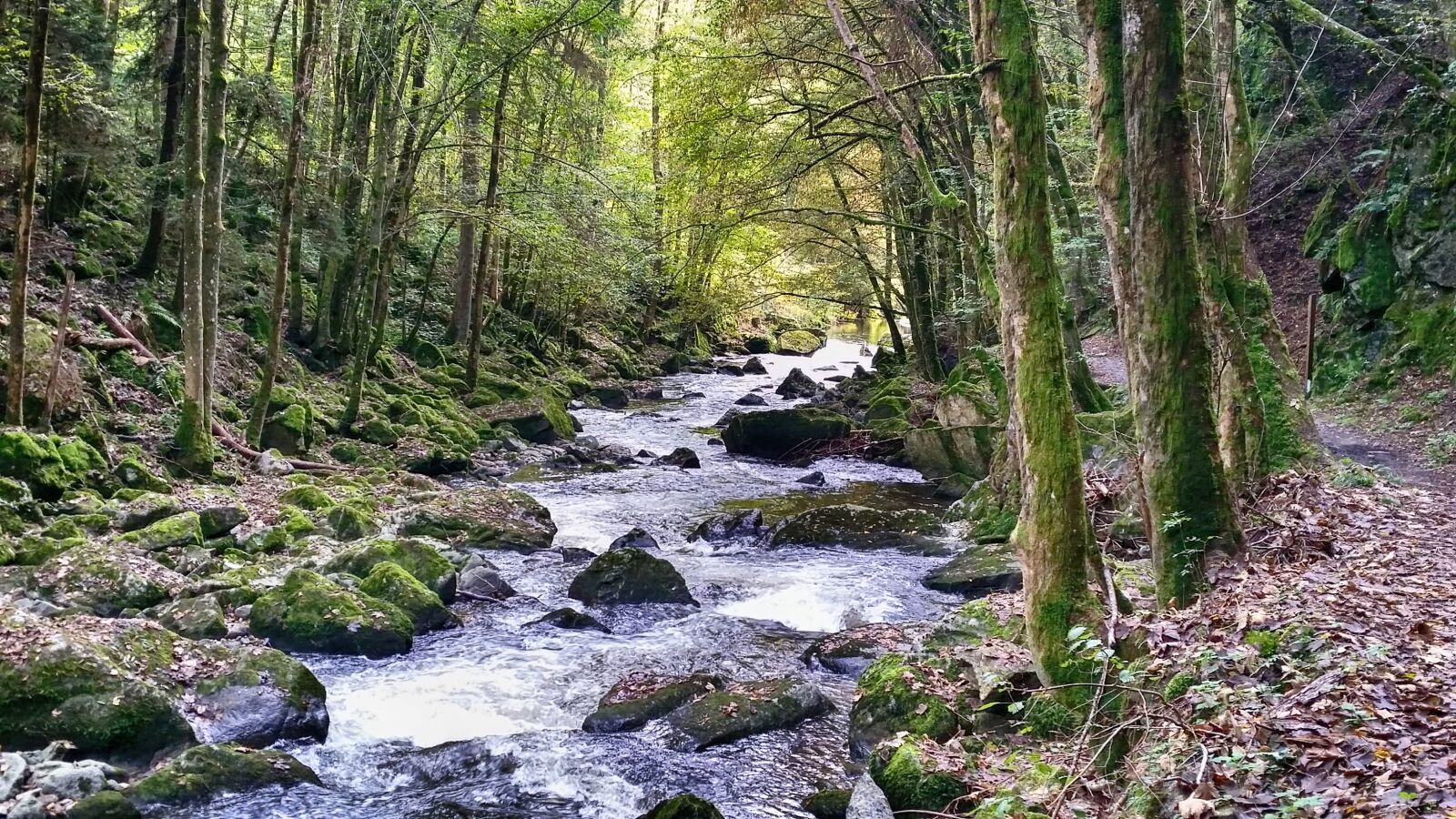 Samsung Galaxy S5 sample photo. Forest, bach, water photography
