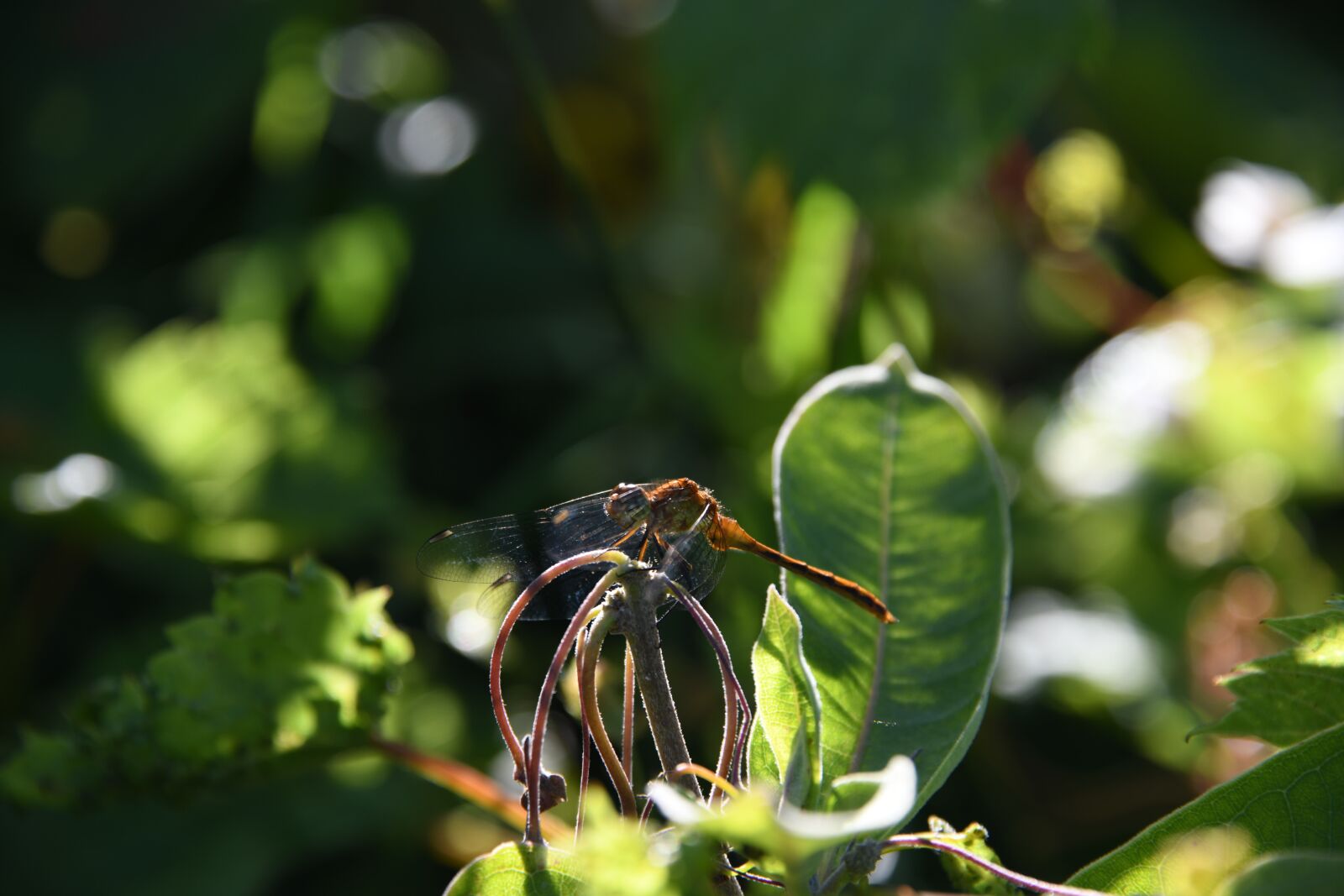 Nikon D850 sample photo. Dragonfly, insect, bug photography