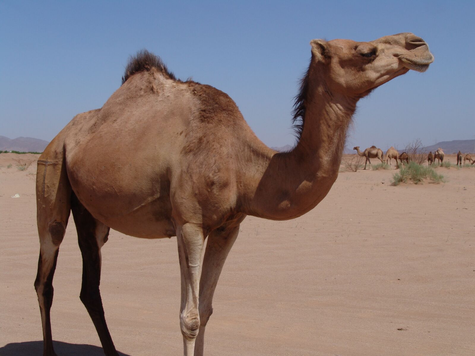 Sony DSC-F828 sample photo. Camel, chateau, desert photography