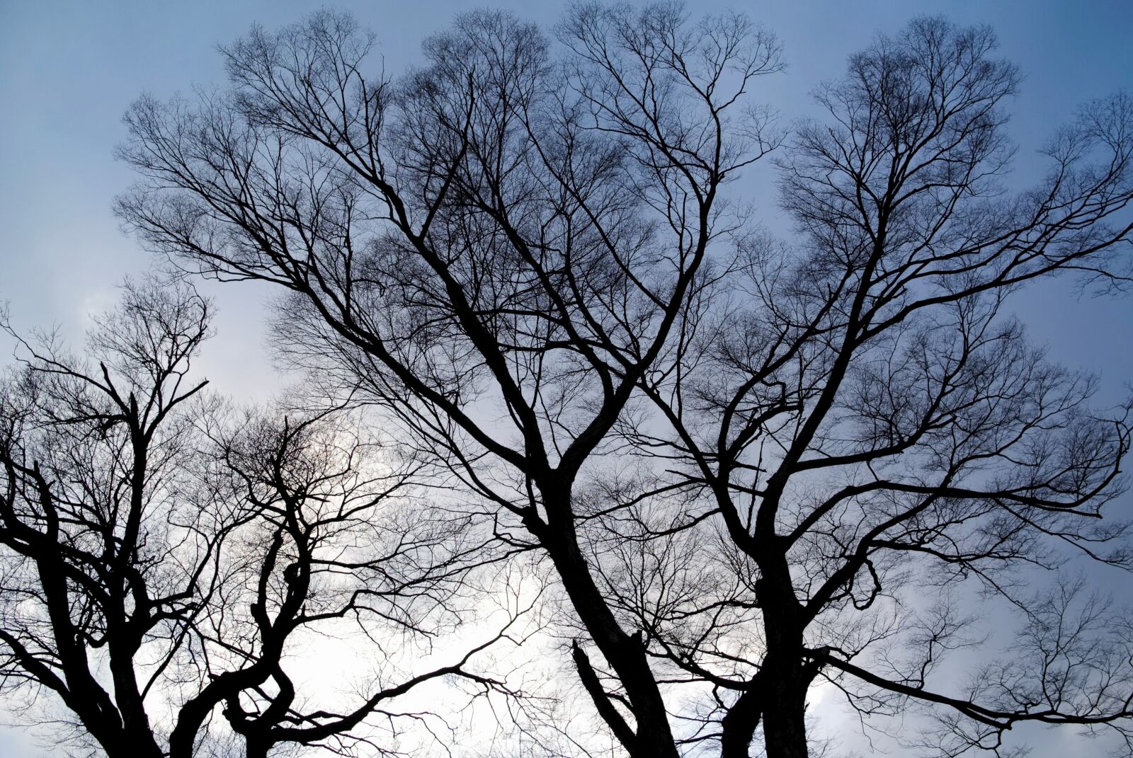Nikon 1 V1 sample photo. Tree, silhouette, sky photography